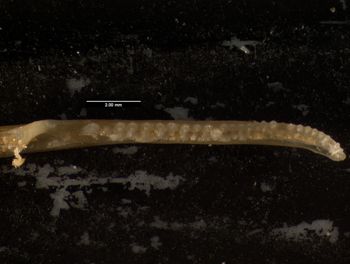 Media type: image;   Herpetology R-132042